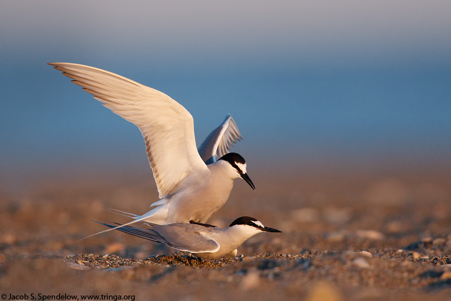 Aleutian Tern