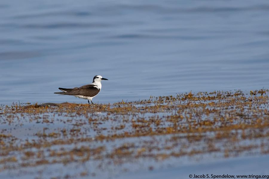 Bridled Tern