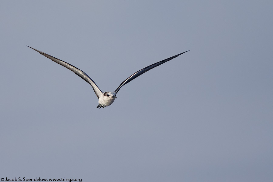 Bridled Tern