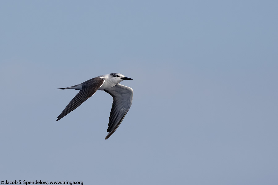 Bridled Tern