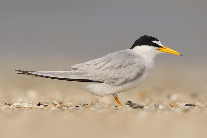 Least Tern