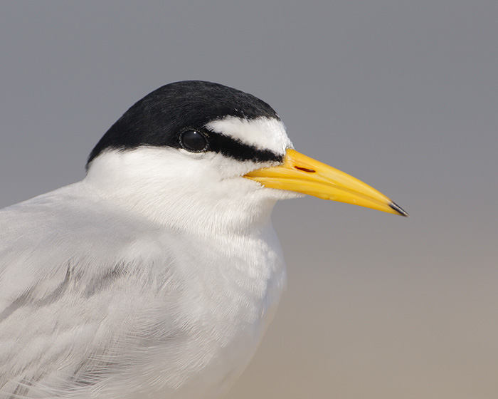 Least Tern