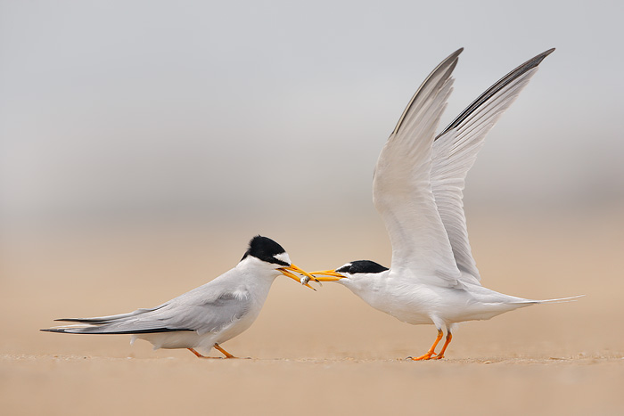 Least Tern