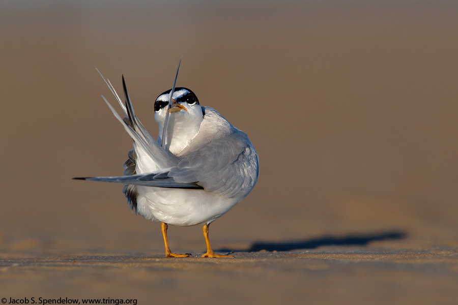 Least Tern