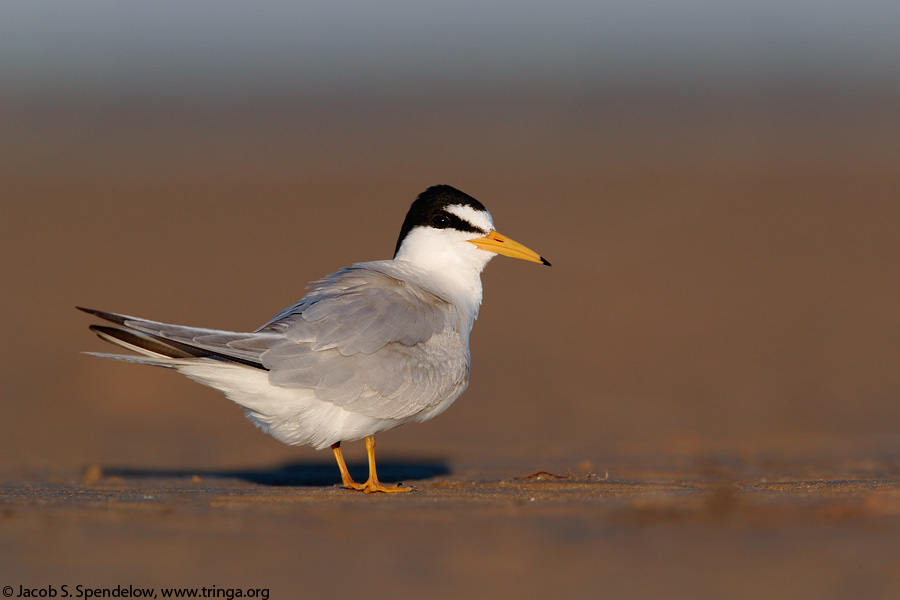 Least Tern