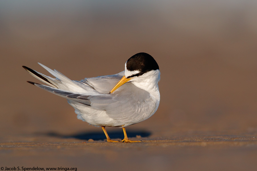 Least Tern