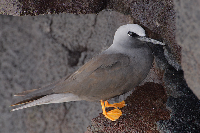 Black Noddy (Local Name: Noio)