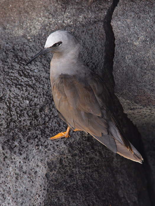 Black Noddy (Local Name: Noio)