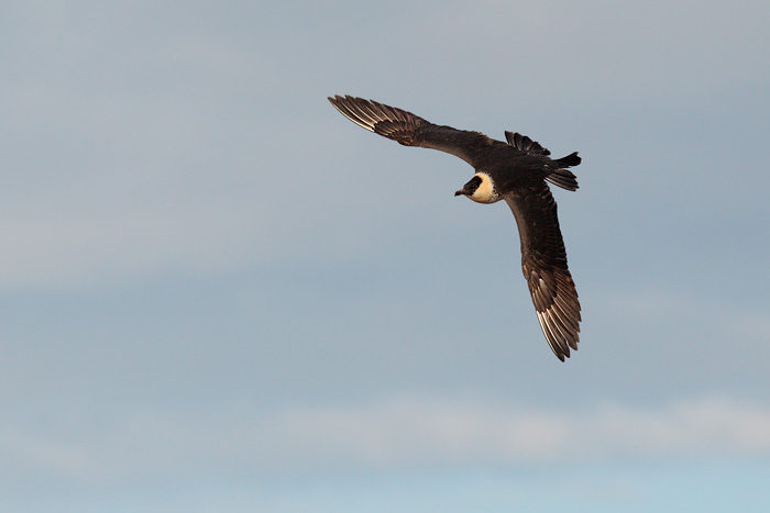 Pomarine Jaeger