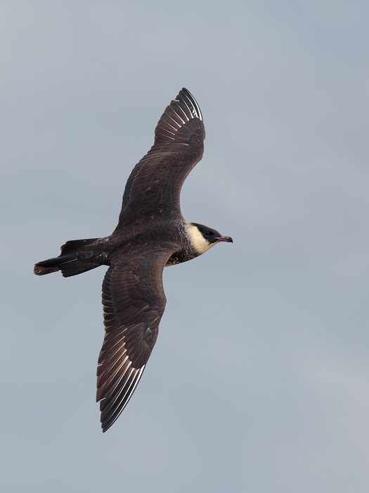 Pomarine Jaeger