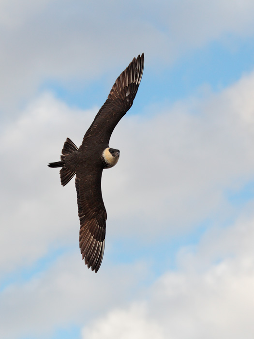 Pomarine Jaeger