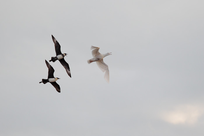 Pomarine Jaegers and Glaucous Gull