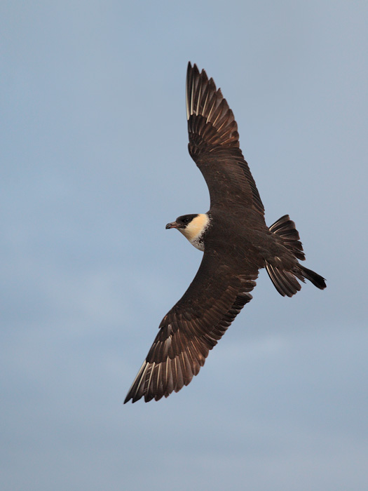 Pomarine Jaeger