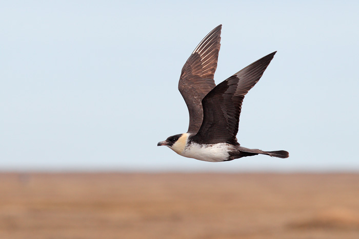 Pomarine Jaeger