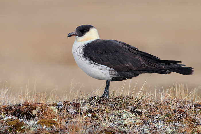 Pomarine Jaeger