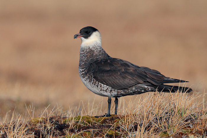 Pomarine Jaeger