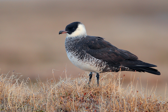 Pomarine Jaeger