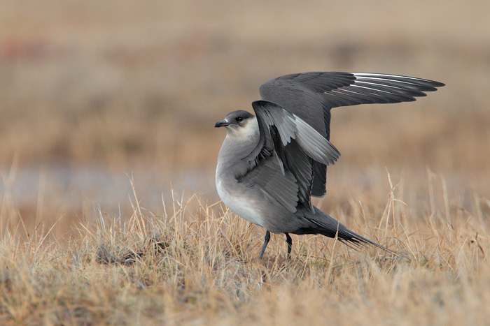 Parasitic Jaeger