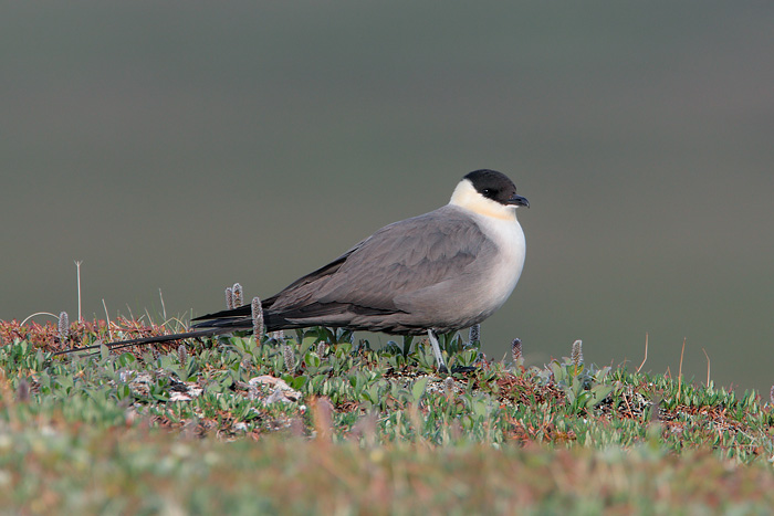 Long-tailed Jaeger