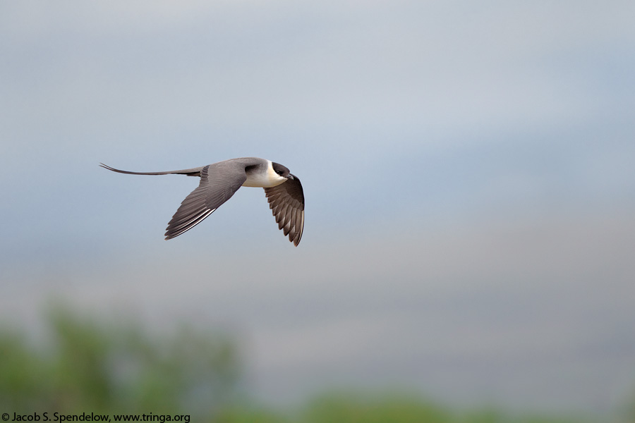 Long-tailed Jaeger