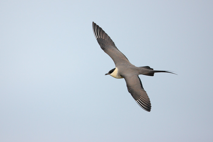 Long-tailed Jaeger