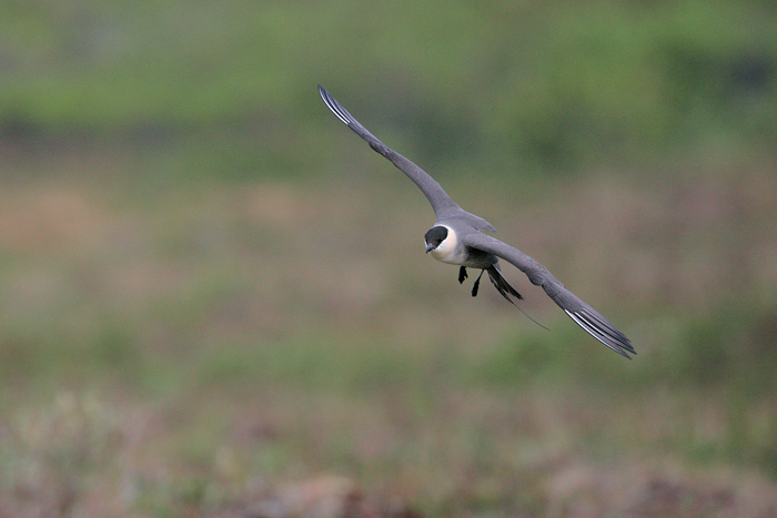 Long-tailed Jaeger