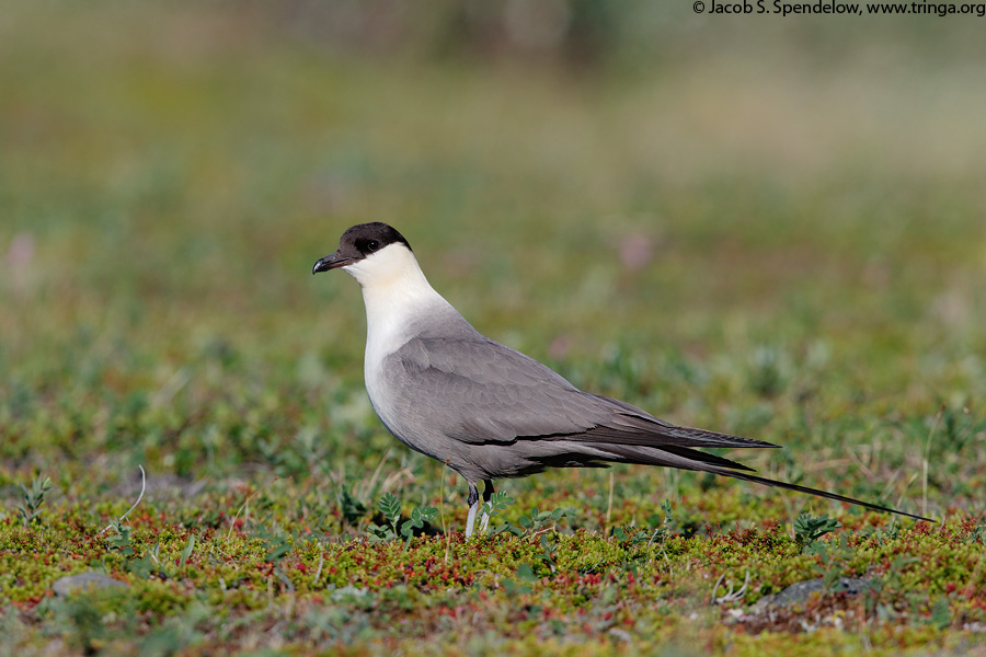 Long-tailed Jaeger