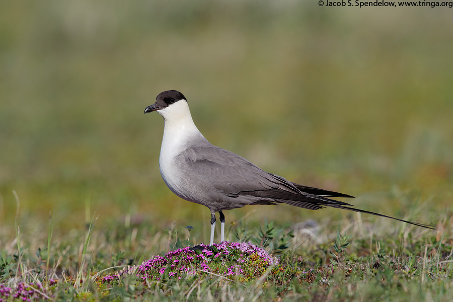 Long-tailed Jaeger