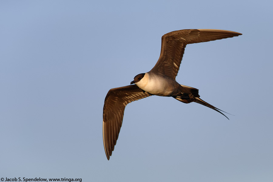 Long-tailed Jaeger