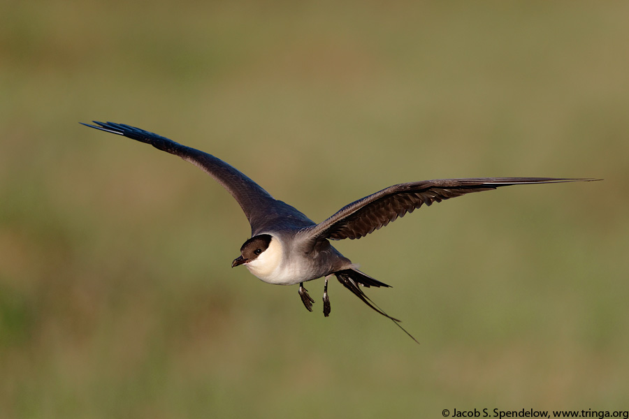 Long-tailed Jaeger