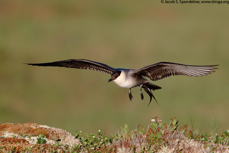 Long-tailed Jaeger