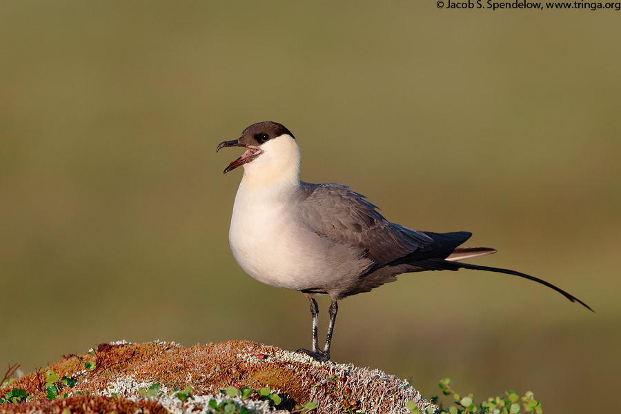 Long-tailed Jaeger