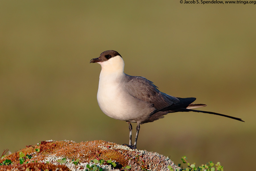 Long-tailed Jaeger