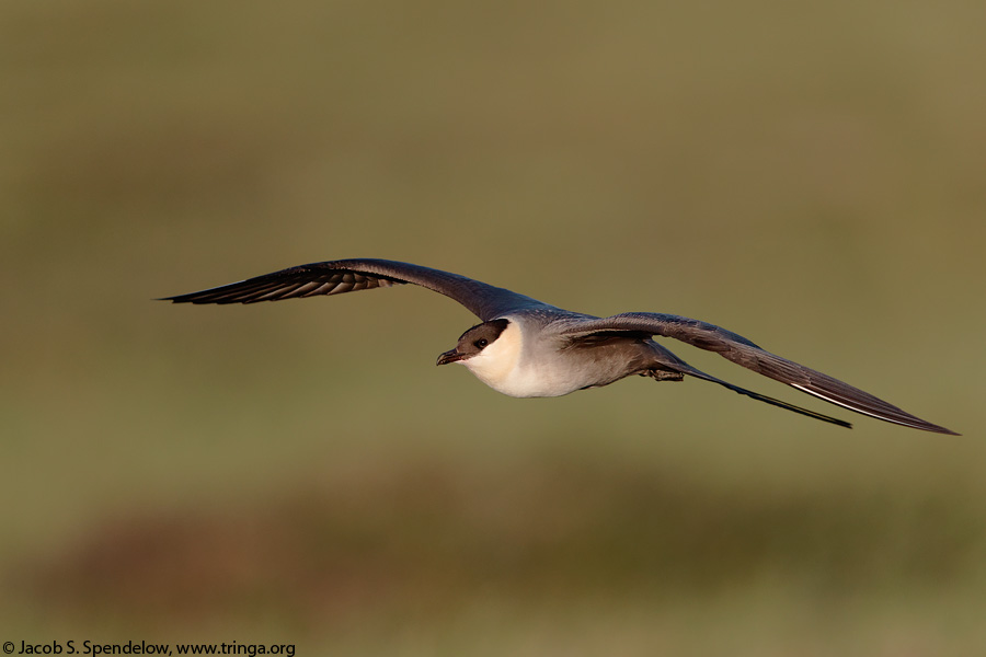 Long-tailed Jaeger