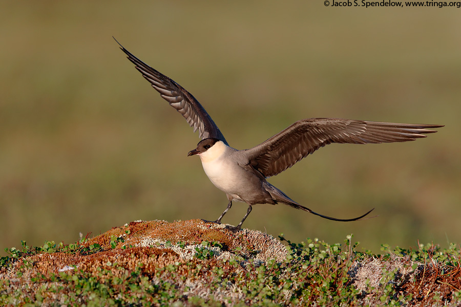 Long-tailed Jaeger