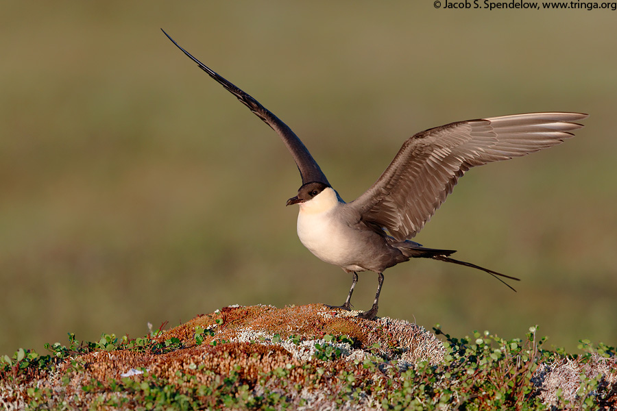 Long-tailed Jaeger