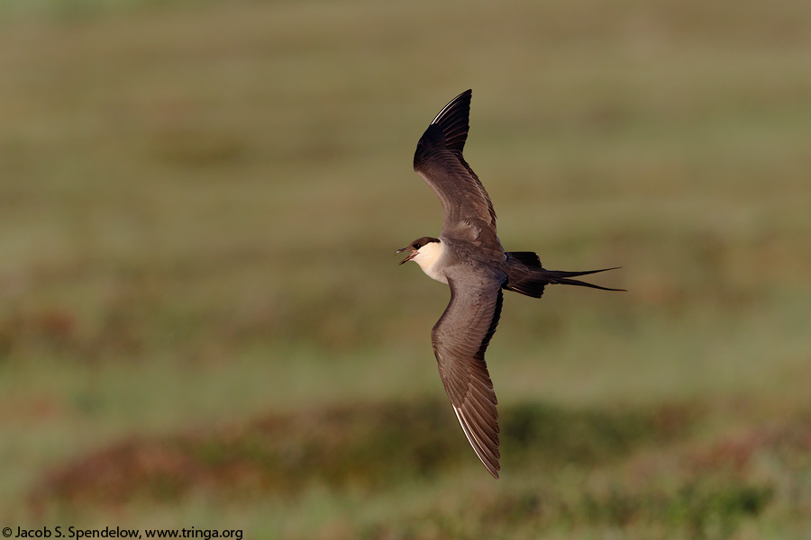 Long-tailed Jaeger