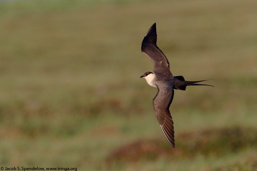 Long-tailed Jaeger