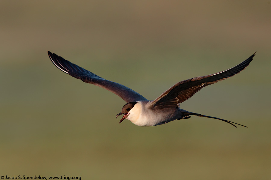 Long-tailed Jaeger