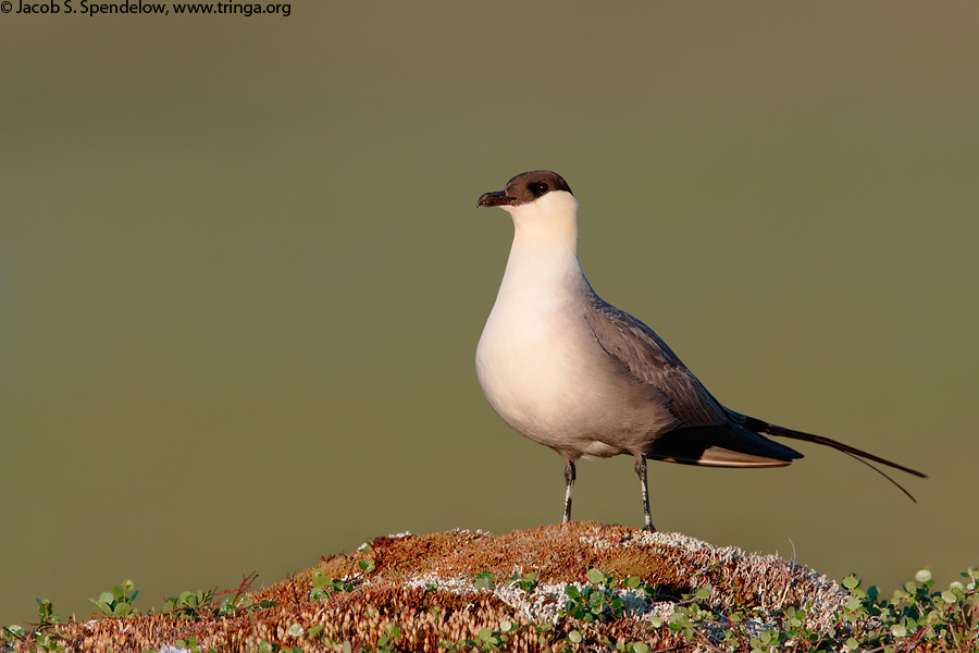 Long-tailed Jaeger