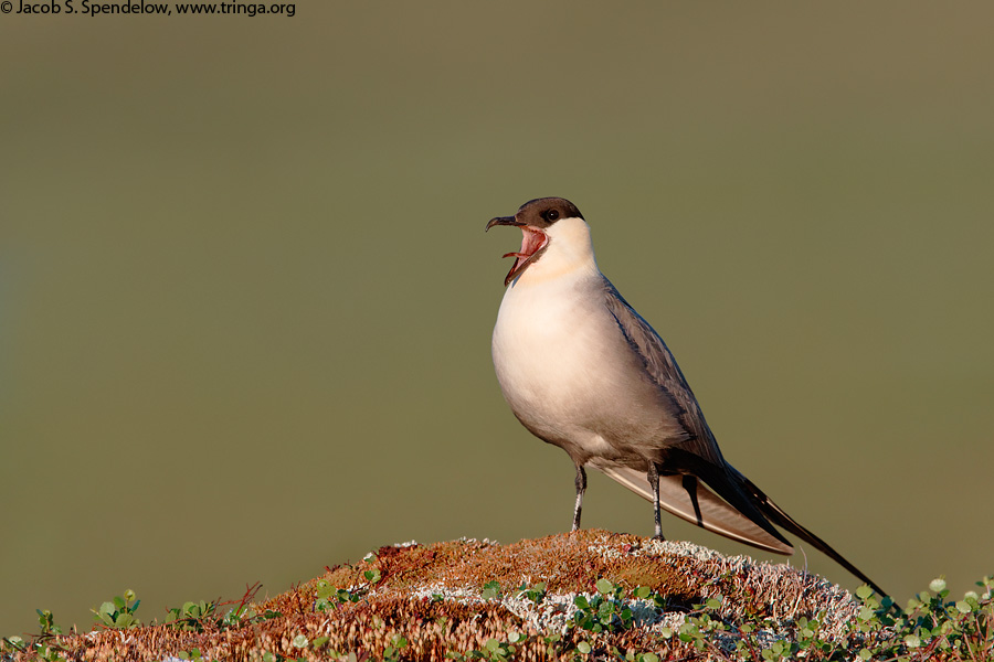 Long-tailed Jaeger