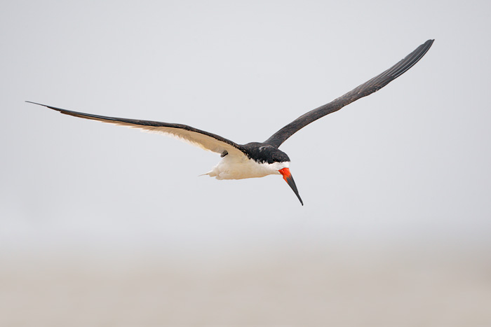 Black Skimmer