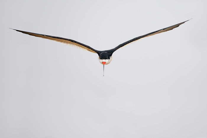 Black Skimmer