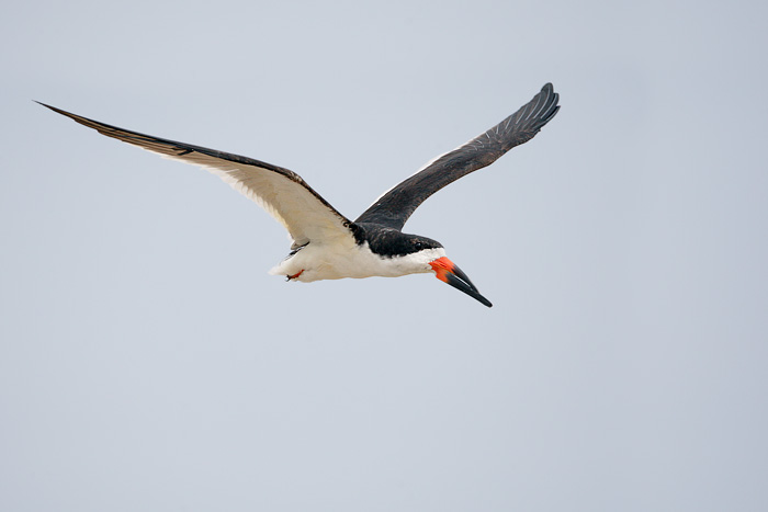 Black Skimmer