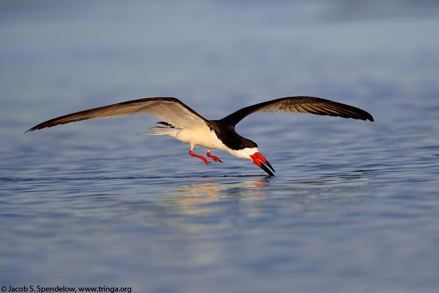 Black Skimmer