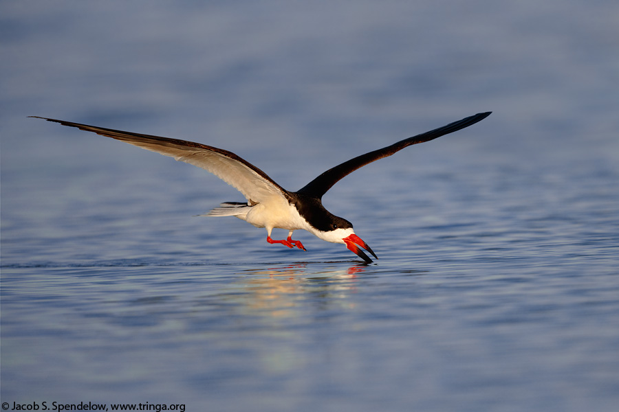 Black Skimmer