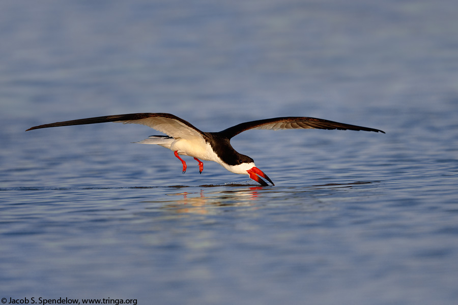 Black Skimmer