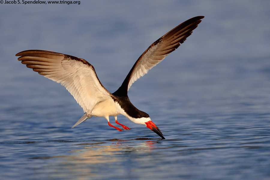 Black Skimmer