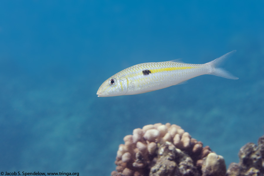 Square-spot Goatfish