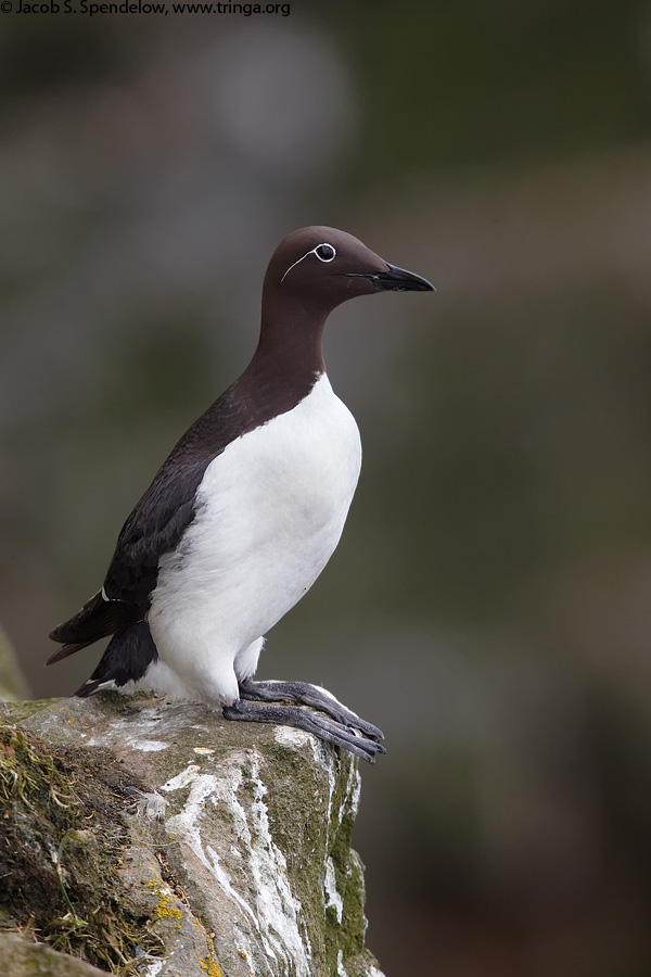 Common Murre